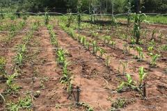 Lets-Plant-Zim