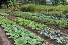 Lets-plant-zim-1